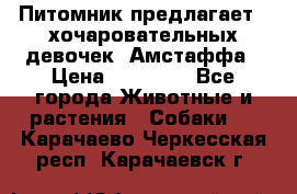 Питомник предлагает 2-хочаровательных девочек  Амстаффа › Цена ­ 25 000 - Все города Животные и растения » Собаки   . Карачаево-Черкесская респ.,Карачаевск г.